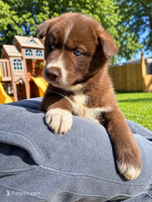 Catrionna – Siberian Husky puppy for sale in Defiance, OH