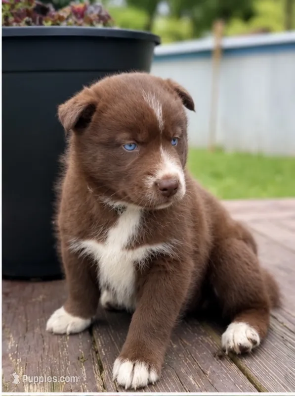 Catrionna – Siberian Husky puppy for sale in Defiance, OH