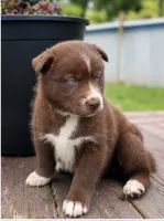 Catrionna, a female Siberian Husky for sale in Defiance, OH – 1 of 3