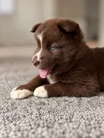 Rhiannon , a female Siberian Husky for sale in Defiance, OH – 1 of 4