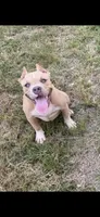 Pick your puppies name, a female American Bully for sale in Greensboro, NC – Photo 4 of 4