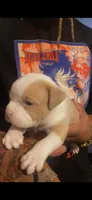 Pick your puppies name, a female American Bully for sale in Greensboro, NC – Photo 3 of 4