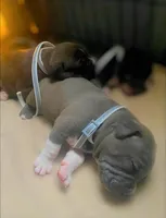 Pick your puppies name, a female American Bully for sale in Greensboro, NC – Photo 1 of 4