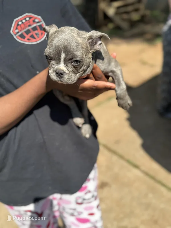 Frenchie – French Bulldog puppy for sale in Douglasville, GA