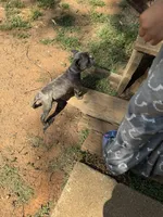 Frenchie, a male French Bulldog for sale in Douglasville, GA – Photo 2 of 2