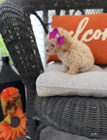 Toy poodle  , a female Poodle - Toy  for sale in New Hill, NC – 2 of 3