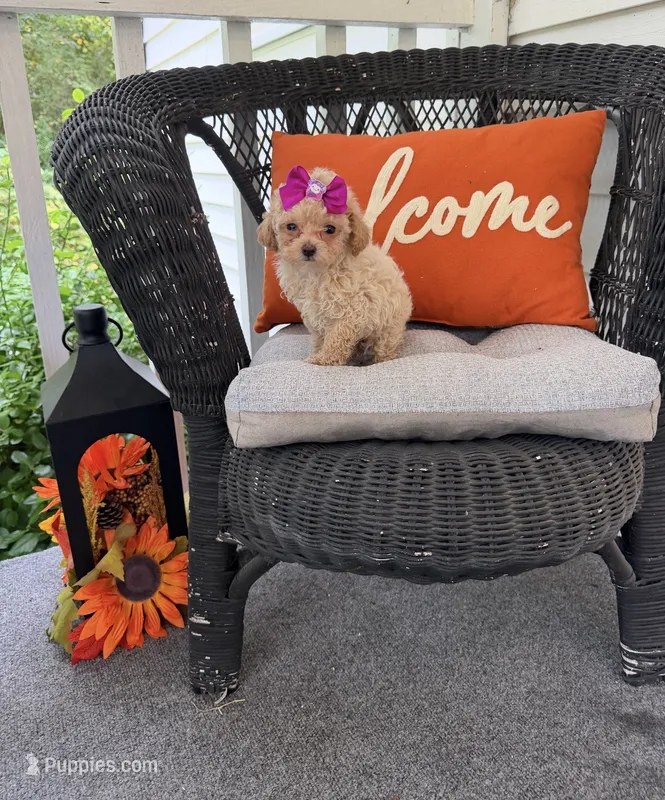 Toy poodle   – Poodle - Toy  puppy for sale in New Hill, NC