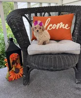 Toy poodle  , a female Poodle - Toy  for sale in New Hill, NC – 1 of 3