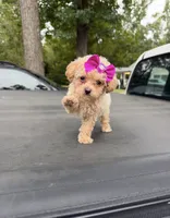 Toy poodle  , a female Poodle - Toy  for sale in New Hill, NC – 3 of 3