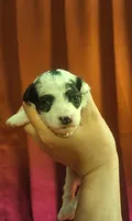 Raindrop, a male Poodle - Toy  for sale in Lexington, OK – 2 of 3