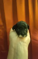 Stormy, a female Poodle - Toy  for sale in Lexington, OK – 2 of 3