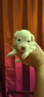 Cloud, a male Poodle - Toy  for sale in Lexington, OK – 2 of 3