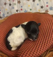 Stormy, a female Poodle - Toy  for sale in Lexington, OK – 3 of 3