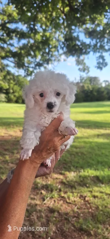 Cloud, ready now – Poodle - Toy  puppy for sale in Lexington, OK