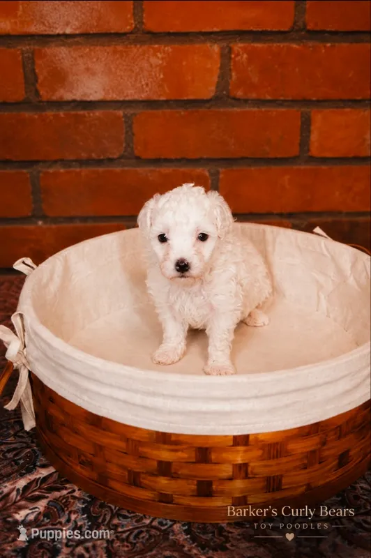 Cloud – Poodle - Toy  puppy for sale in Lexington, OK