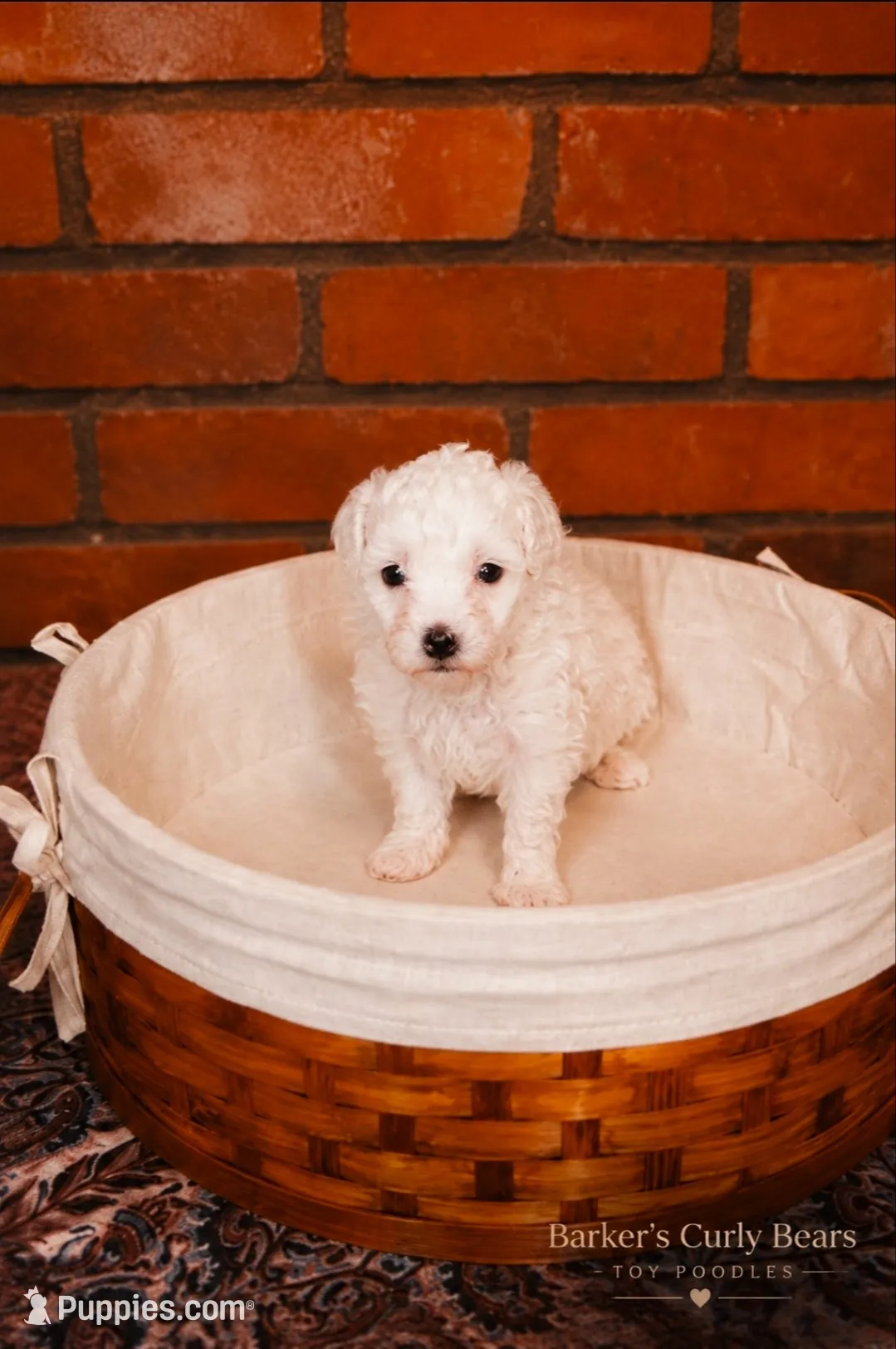 Cloud, a male Poodle - Toy  for sale in Lexington, OK – 1 of 3