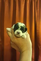 Windy, a female Poodle - Toy  for sale in Lexington, OK – 2 of 3