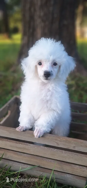 Cloud, ready now – Poodle - Toy  puppy for sale in Lexington, OK