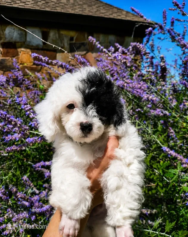 Puddle, ready now – Poodle - Toy  puppy for sale in Lexington, OK
