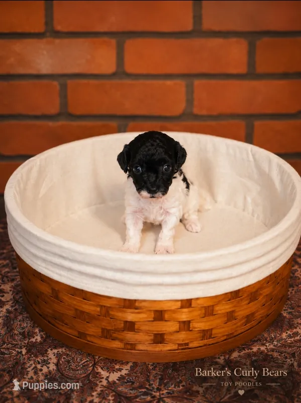 Stormy – Poodle - Toy  puppy for sale in Lexington, OK