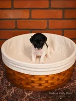 Stormy, a female Poodle - Toy  for sale in Lexington, OK – 1 of 3