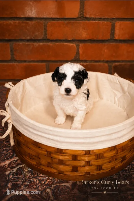 Raindrop – Poodle - Toy  puppy for sale in Lexington, OK
