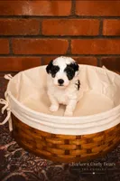 Raindrop, a male Poodle - Toy  for sale in Lexington, OK – 1 of 3