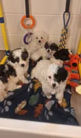 Puddle, ready now, a male Poodle - Toy  for sale in Lexington, OK – 2 of 5