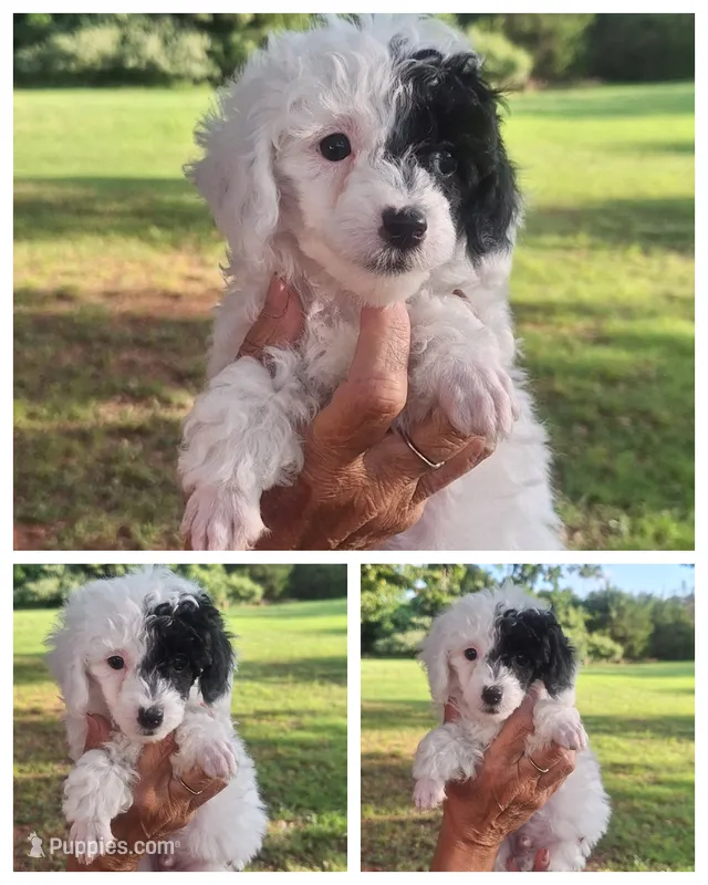 Puddle, ready now – Poodle - Toy  puppy for sale in Lexington, OK