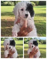 Puddle, ready now, a male Poodle - Toy  for sale in Lexington, OK – 1 of 5