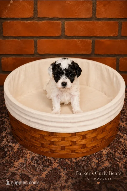 Windy – Poodle - Toy  puppy on hold in Lexington, OK