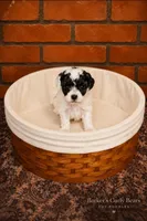 Windy, a female Poodle - Toy  for sale in Lexington, OK – 1 of 3