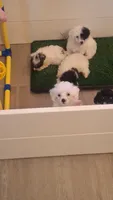 Cloud, ready now, a male Poodle - Toy  for sale in Lexington, OK – 2 of 5