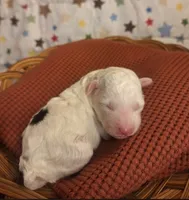 Cloud, a male Poodle - Toy  for sale in Lexington, OK – 3 of 3
