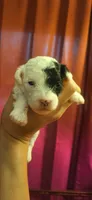 Puddle, a male Poodle - Toy  for sale in Lexington, OK – 2 of 3