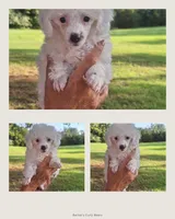 Cloud, ready now, a male Poodle - Toy  for sale in Lexington, OK – 1 of 5