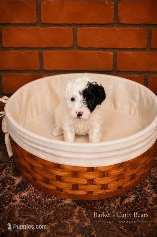 Puddle – Poodle - Toy  puppy for sale in Lexington, OK