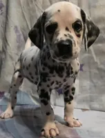 Zion, a male Dalmatian for sale in Chicago, IL – Photo 1 of 4