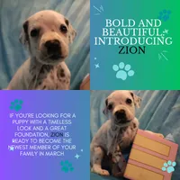 Zion, a male Dalmatian for sale in Chicago, IL – Photo 4 of 4