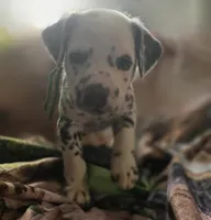 Obsidian, a female Dalmatian for sale in Chicago, IL – Photo 1 of 3