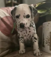 Obsidian, a female Dalmatian for sale in Chicago, IL – Photo 2 of 3