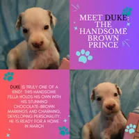 Duke, a male Dalmatian for sale in Chicago, IL – Photo 4 of 4