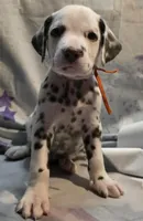 Duke, a male Dalmatian for sale in Chicago, IL – Photo 1 of 4