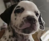 Mocha, a female Dalmatian for sale in Chicago, IL – Photo 2 of 4