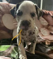 Mocha, a female Dalmatian for sale in Chicago, IL – Photo 1 of 4