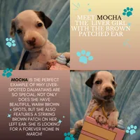 Mocha, a female Dalmatian for sale in Chicago, IL – Photo 4 of 4