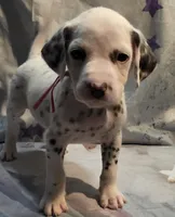 Hazel, a female Dalmatian for sale in Chicago, IL – Photo 1 of 5