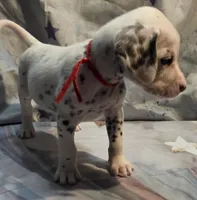 Hazel, a female Dalmatian for sale in Chicago, IL – Photo 5 of 5