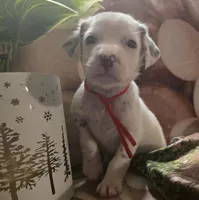 Hazel, a female Dalmatian for sale in Chicago, IL – Photo 3 of 5