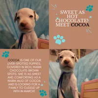 Cocoa, a female Dalmatian for sale in Chicago, IL – Photo 3 of 4